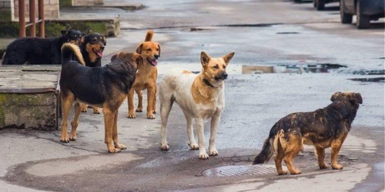 Ανακάλεσε ο αντιδήμαρχος που απαγόρευσε στους κατοίκους να ταΐζουν αδέσποτα