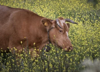 Η γρίπη των πτηνών εξαπλώθηκε και σε αγελάδες και κατσίκες: Ανησυχία για την παραγωγή γάλακτος παγκοσμίως