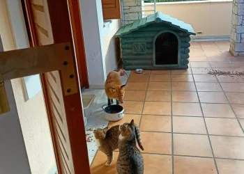 Οι αλεπούδες έχουν εξελιχθεί σε «κατοικίδια» ζώα, καθώς ζουν πλέον στις πόλεις μας, εξηγεί η οργάνωση ΑΝΙΜΑ.