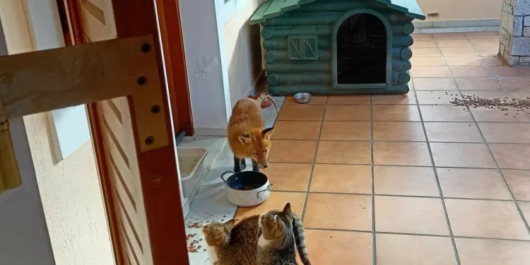 Οι αλεπούδες έχουν εξελιχθεί σε «κατοικίδια» ζώα, καθώς ζουν πλέον στις πόλεις μας, εξηγεί η οργάνωση ΑΝΙΜΑ.