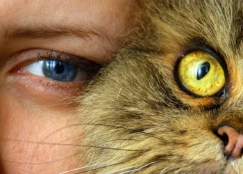 Γάτες και Ψυχολογία: Μια Αμοιβαία Επωφελής Σχέση