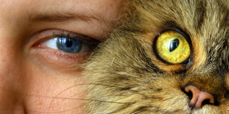 Γάτες και Ψυχολογία: Μια Αμοιβαία Επωφελής Σχέση