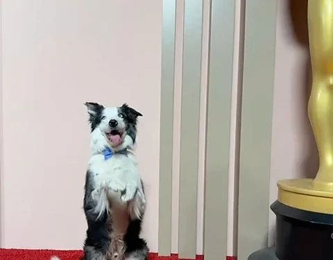 Ο Μέσι: Το τετράποδο  αστέρι στα Όσκαρ 2024