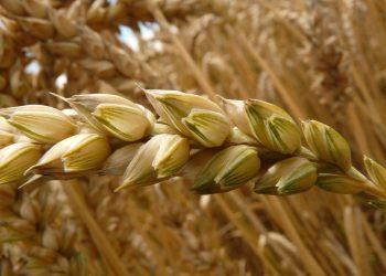 EE: Έρχονται δασμοί στα ρωσικά σιτηρά