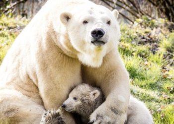 Απέκτησαν τα δικαιώματα θήρευσης σε δάσος για να προστατεύσουν την άγρια ζωή