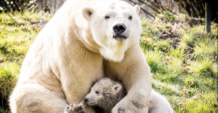 Απέκτησαν τα δικαιώματα θήρευσης σε δάσος για να προστατεύσουν την άγρια ζωή