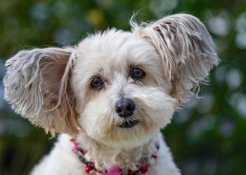 Τσικνοπέμπτη: Τα κεράσματα που δεν πρέπει να προσφέρουμε στον σκύλο μας