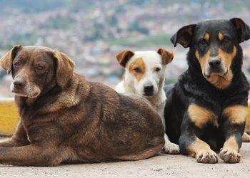 Καταφύγιο αδέσποτων ζώων αποκτά ο Δήμος Δελφών