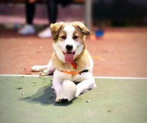 Νέο πρόγραμμα δωρεάν στειρώσεων δεσποζόμενων ζώων συντροφιάς από το Δήμο Χανίων