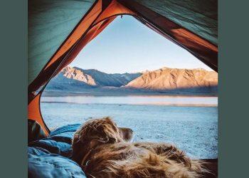 Κατοικίδια και αλλεργίες – Πως τις αντιμετωπίζουμε