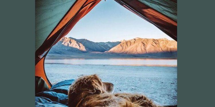 Κατοικίδια και αλλεργίες – Πως τις αντιμετωπίζουμε