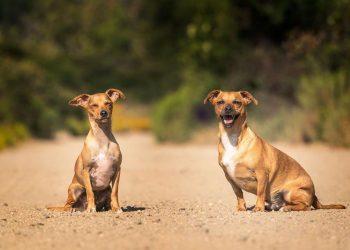 Η υγεία του σκύλου σου