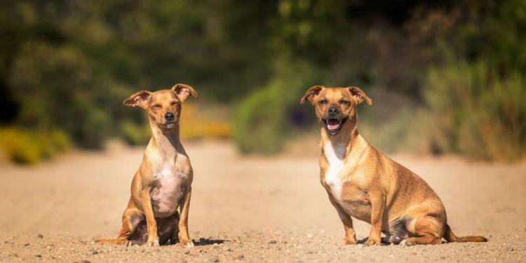 Η υγεία του σκύλου σου