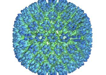 Απεικόνιση του εξωτερικού περιβλήματος του ιού Epstein-Barr, ενός από τους πιο κοινούς ιούς στον κόσμο. (Υπουργείο Υγείας και Ανθρωπίνων Υπηρεσιών των ΗΠΑ μέσω AP)