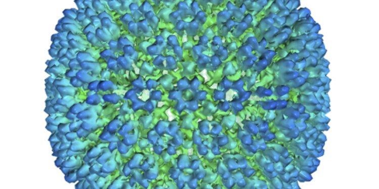 Απεικόνιση του εξωτερικού περιβλήματος του ιού Epstein-Barr, ενός από τους πιο κοινούς ιούς στον κόσμο. (Υπουργείο Υγείας και Ανθρωπίνων Υπηρεσιών των ΗΠΑ μέσω AP)