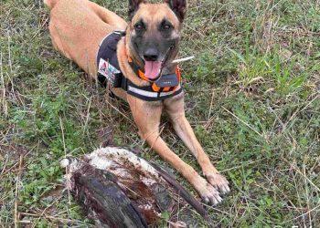 Μαζική δηλητηρίαση προστατευόμενων ειδών