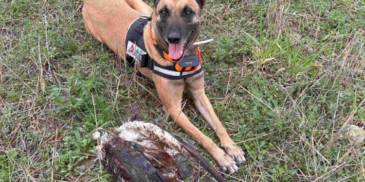 Μαζική δηλητηρίαση προστατευόμενων ειδών