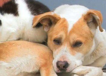 Τριήμερο δωρεάν στειρώσεων αδέσποτων στην Κοζάνη