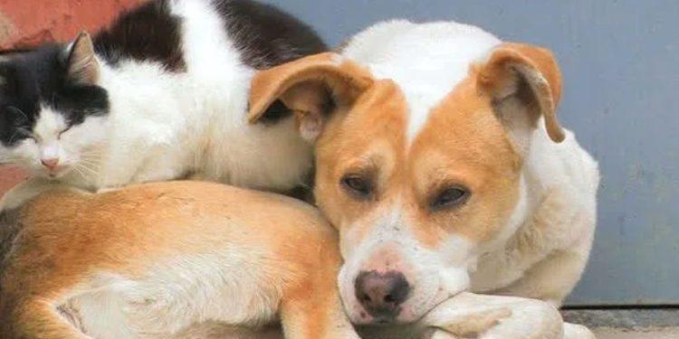 Τριήμερο δωρεάν στειρώσεων αδέσποτων στην Κοζάνη