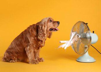 Ζέστη και Κατοικίδια: Τι πρέπει να προσέξουμε