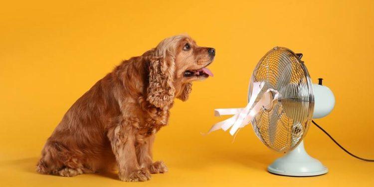 Ζέστη και Κατοικίδια: Τι πρέπει να προσέξουμε