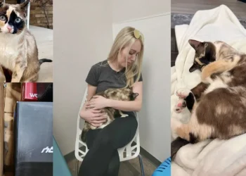 Γάτα «τρύπωσε» σε κούτα και την ταχυδρόμησαν 1.600 χιλιόμετρα μακριά