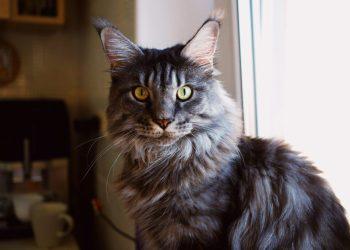 Αξιαγάπητοι γίγαντες: 5 μεγαλόσωμες φυλές γατών, τα χαρακτηριστικά και οι ανάγκες τους