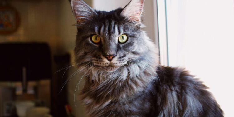 Αξιαγάπητοι γίγαντες: 5 μεγαλόσωμες φυλές γατών, τα χαρακτηριστικά και οι ανάγκες τους