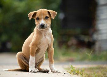 Διήμερο υιοθεσίας αδέσποτων ζώων στην Costa Navarino στις 10-12 Μαΐου