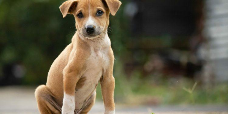 Διήμερο υιοθεσίας αδέσποτων ζώων στην Costa Navarino στις 10-12 Μαΐου