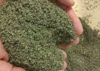 Η Ελλάδα πρωτοπορεί για την Μεσογειακή – Αντιοξειδωτική Διατροφή