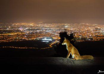 Η άγρια Αττική: Μυστικά τοπία και μια κραυγή για προστασία