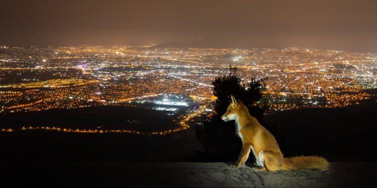 Η άγρια Αττική: Μυστικά τοπία και μια κραυγή για προστασία