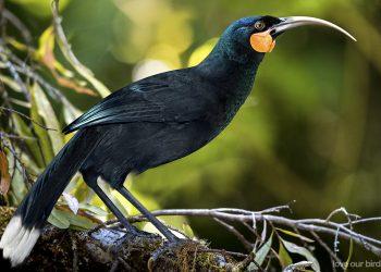 Το Πτηνό Huia: Ένα Σπάνιο Κομμάτι Ιστορίας