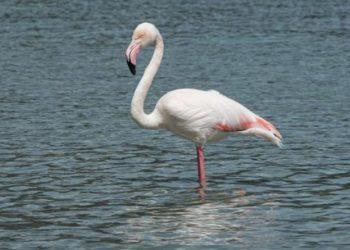 Τι λέει η ΑΝΙΜΑ για το φλαμίνγκο στη Βουλιαγμένη (ΕΙΚΟΝΕΣ