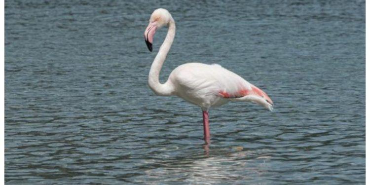 Τι λέει η ΑΝΙΜΑ για το φλαμίνγκο στη Βουλιαγμένη (ΕΙΚΟΝΕΣ
