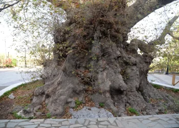 Ένα από τα γηραιότερα δέντρα του κόσμου βρίσκεται σε χωριό της Ελλάδας