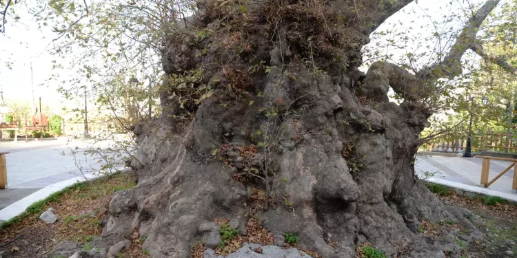 Ένα από τα γηραιότερα δέντρα του κόσμου βρίσκεται σε χωριό της Ελλάδας