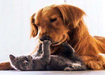 Τι ισχύει με το πλαφόν σε γάτες, σκύλους και άλλα κατοικίδια στα διαμερίσματα