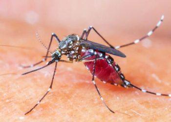 SOS από ΕΟΔΥ για ιό Δυτικού Νείλου: Τα μέτρα προστασίας και οι συστάσεις