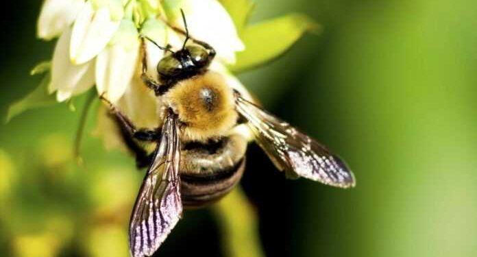 Γιατί τα έντομα που «εξαφανίζονται» μπορούν να αλλάξουν τη ζωή μας προς το χειρότερο