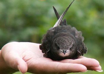 Πετροχελίδονο: Ο ακούραστος ταξιδευτής των αιθέρων!