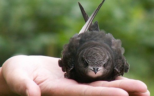 Πετροχελίδονο: Ο ακούραστος ταξιδευτής των αιθέρων!