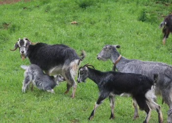 ΦΩΤΟ ΑΡΧΕΙΟΥ EUROKINISSI