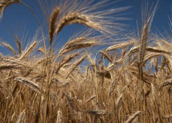 Φωτογραφία: Konstantinos Tsakalidis / SOOC