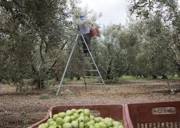 Λειψυδρία: Η κλιματική κρίση «χτυπά» την αγροτική παραγωγή – «Οι γεωτρήσεις μας βγάζουν αέρα»