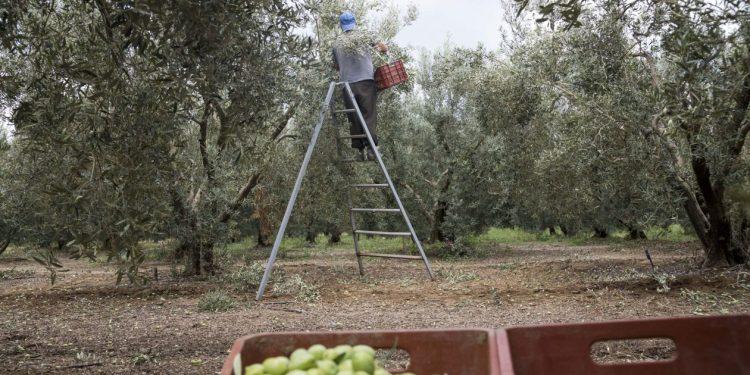 Λειψυδρία: Η κλιματική κρίση «χτυπά» την αγροτική παραγωγή – «Οι γεωτρήσεις μας βγάζουν αέρα»