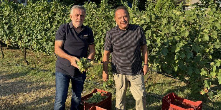 Ξεκίνησε η γιορτή του τρύγου στον αστικό αμπελώνα του δήμου Θεσσαλονίκης