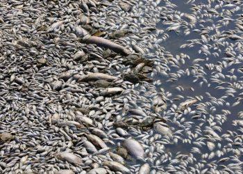 Βόλος: Πόλεμος ευθυνών για τα νεκρά ψάρια – Στα μαχαίρια Μπέος – Κουρέτας