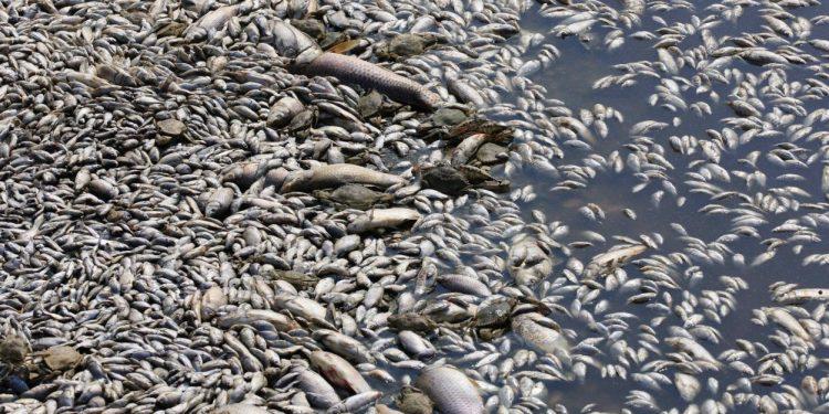 Βόλος: Πόλεμος ευθυνών για τα νεκρά ψάρια – Στα μαχαίρια Μπέος – Κουρέτας